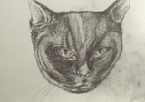 by Layla Browning