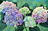 by Julene Baker, PSA