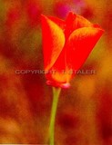 by Terry Staler