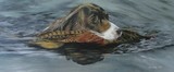 by Belinda Matthews