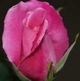 by Laurie Crouse