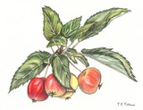 by Jane Tutchener