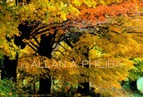 by Allan Philiba