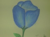 by nives vodiaek