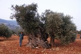 by Yitzhak Kohavi