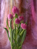 by Judy Olson