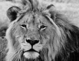 by Gerry Van der Walt