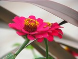 by Heli Aarniranta