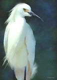 by Bill M