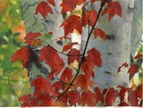 by judie cole