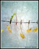 by gunendra sharma