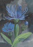 by Carol Thompson