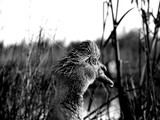 by Livia Toth