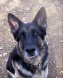 by DD's Pet Portraits 