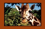 by Graphic Designs By Suz