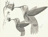 by Mike Sherman
