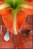 by Jo Anna Jarvis