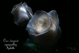 by DEE JOBES PHOTOGRAPHY