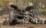 by Marie Strydom