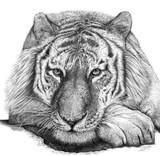 by steve johnson