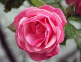 by Elaine Cruickshank