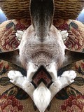 by Ropati Leaso-Cobb