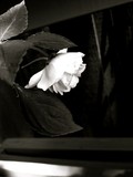 by Ginger Huie