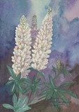 by Carol Thompson