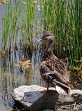 by Debra Kott