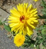 by marie-claire gallet