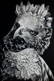 by Justin Dancing Hawk