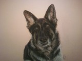 by DD's Pet Portraits 