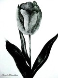 by Sarah Jad