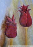 by Maria Aminta Henrich Nonone