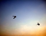 by Rohit Shrivastava