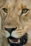by Gerry Van der Walt