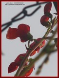 by Heli Aarniranta