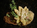 by Pedra Viva mini jardins