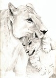 by Kim  Lawrie