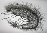 by ineke smienk