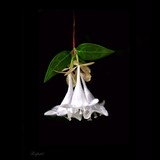 by Ropati Leaso-Cobb
