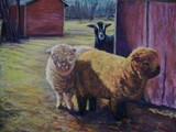 by Joan  Wulff