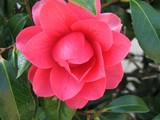 by Debra Kott