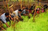 by dahlan rebo pahing