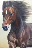 by hannie staat