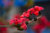 by Thanh Hoang Cong