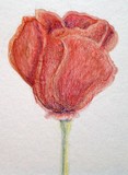 by Dana Koffenberger