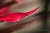 by Scott  Alexander Jack