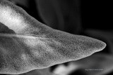 by Scott  Alexander Jack