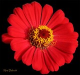 by Nira Dabush
